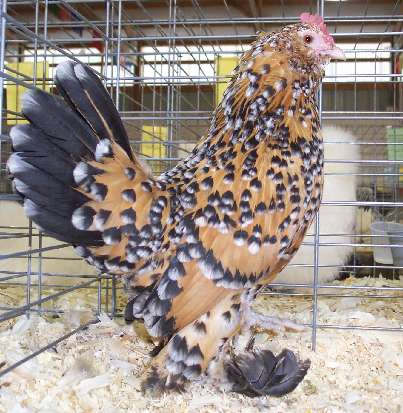 Mille Fleur D Uccle Bantam - Mille Fleur d'Uccle Bantam | eggwell-farm ...